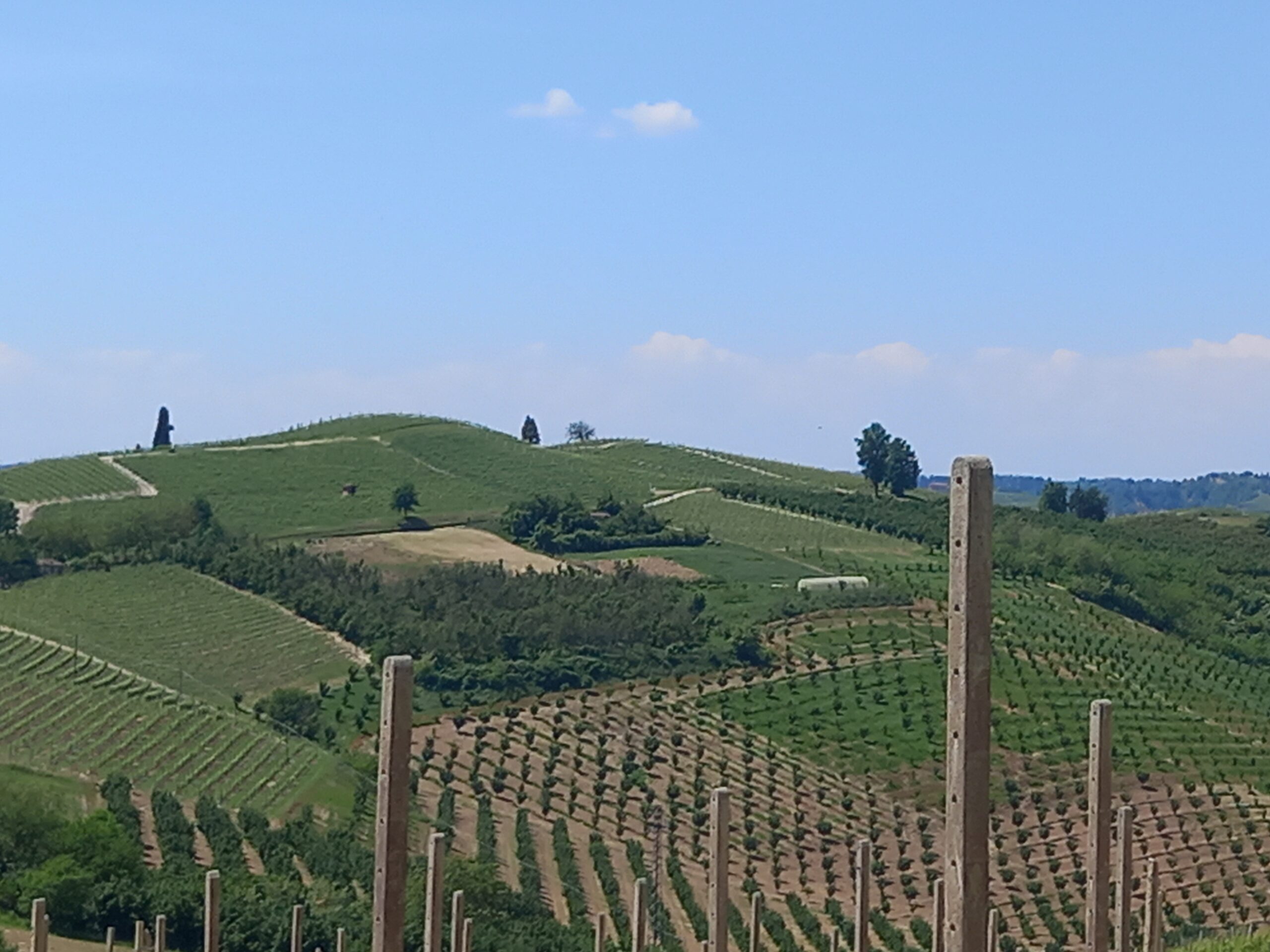 Vigneti piemontesi